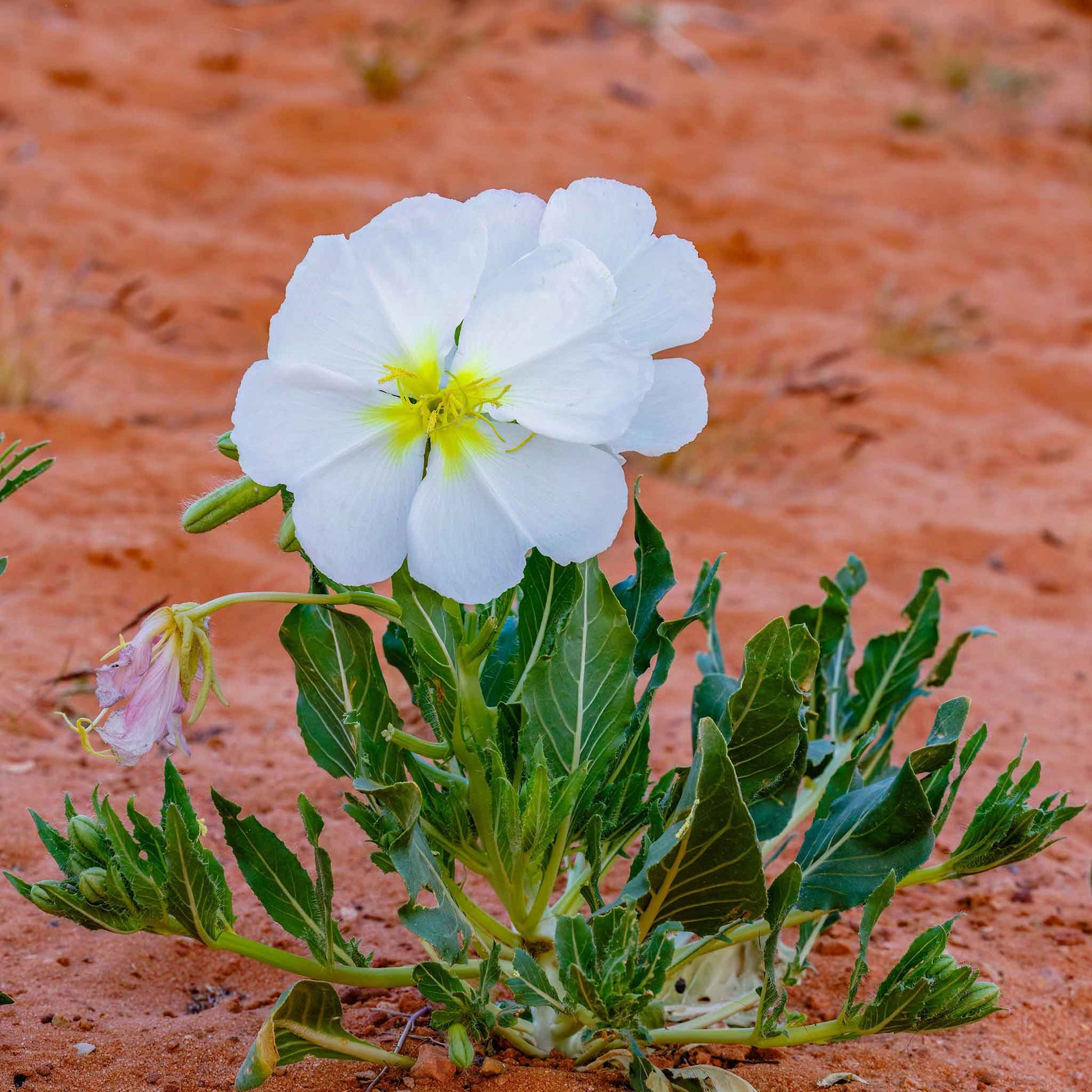 planting evening primrose seeds Bulk Pale Evening Primrose Seeds