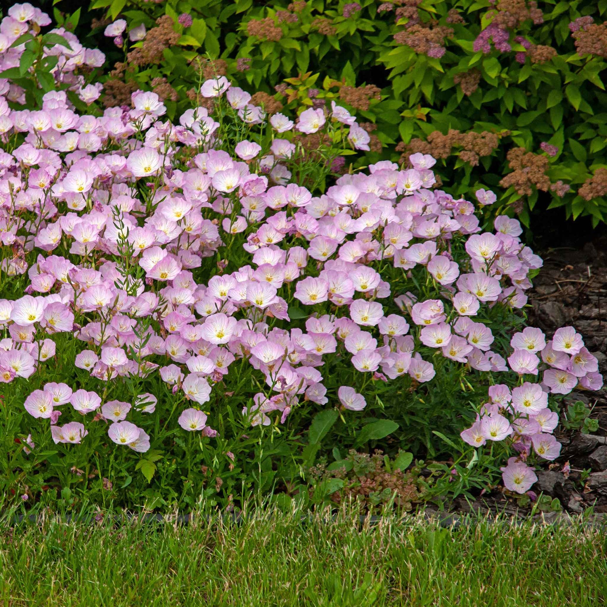primrose flower seeds Bulk Showy Evening Primrose Seeds Packet