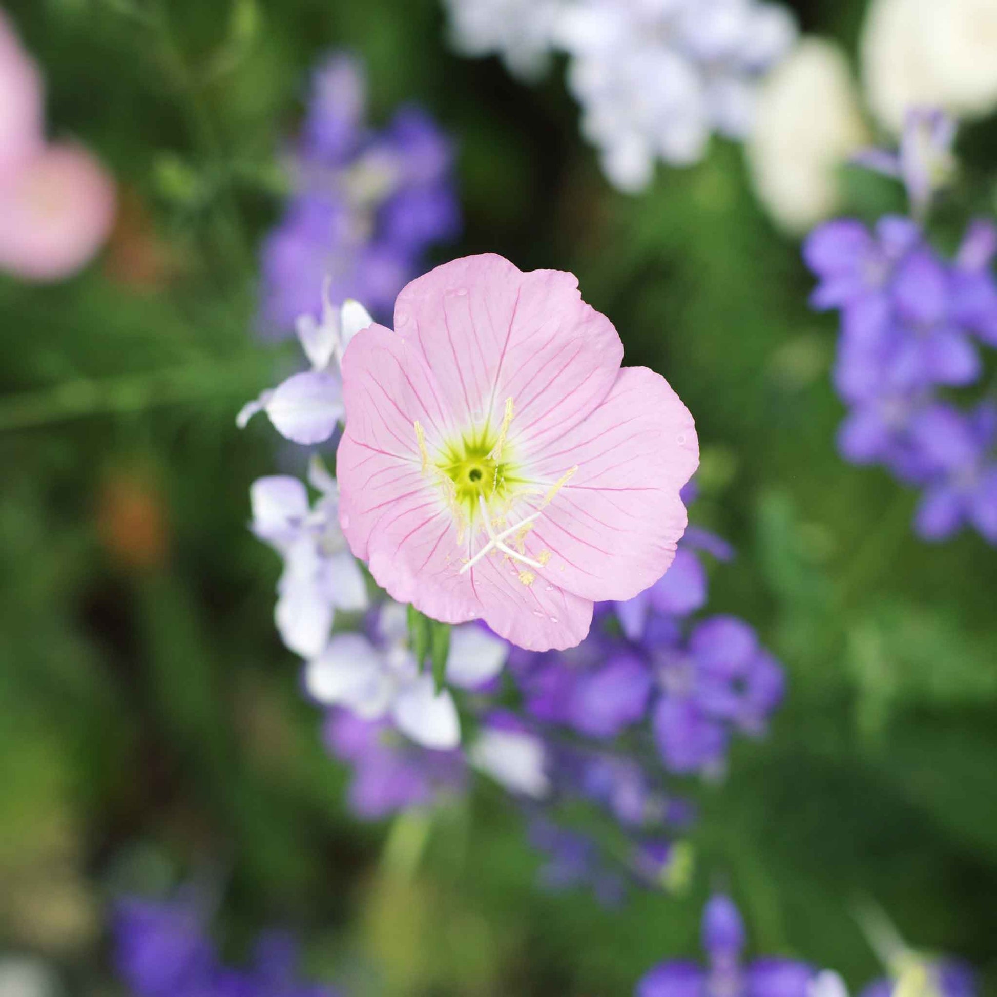 primrose flower seeds Bulk Showy Evening Primrose Seeds Packet