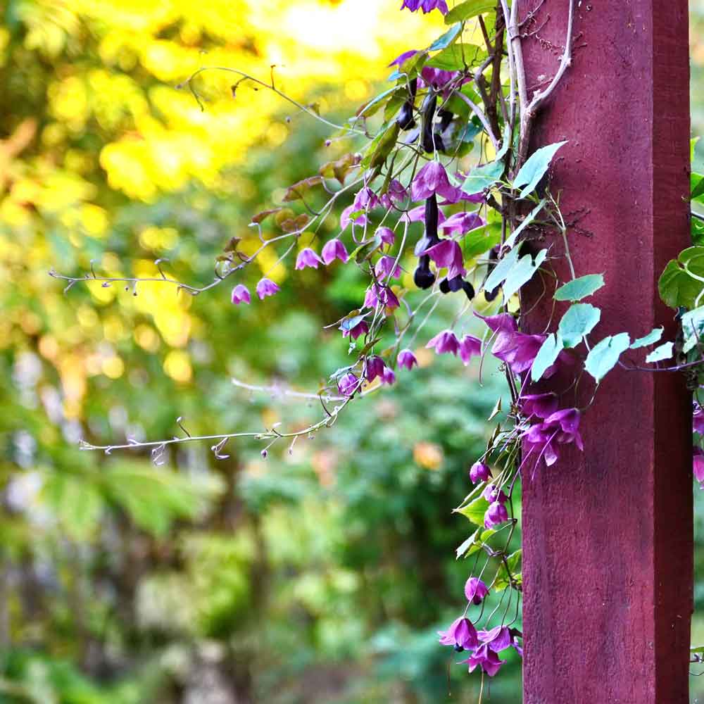 flower vine seeds Purple Bell Vine Seeds | Bulk Flower Seeds