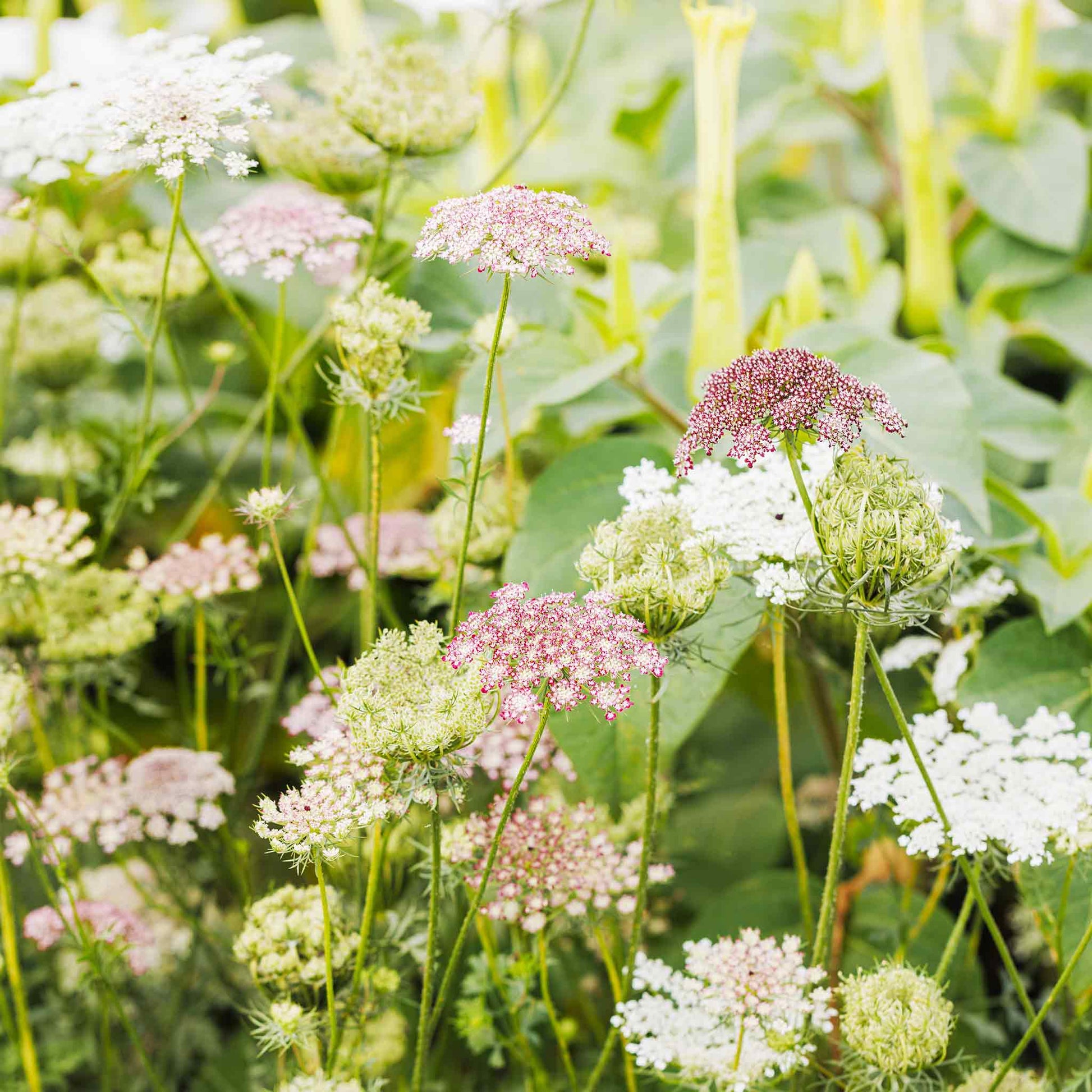 chocolate lace flower seeds Queen Anne's Lace Seeds - Chocolate Lace Flower| Flower Seeds