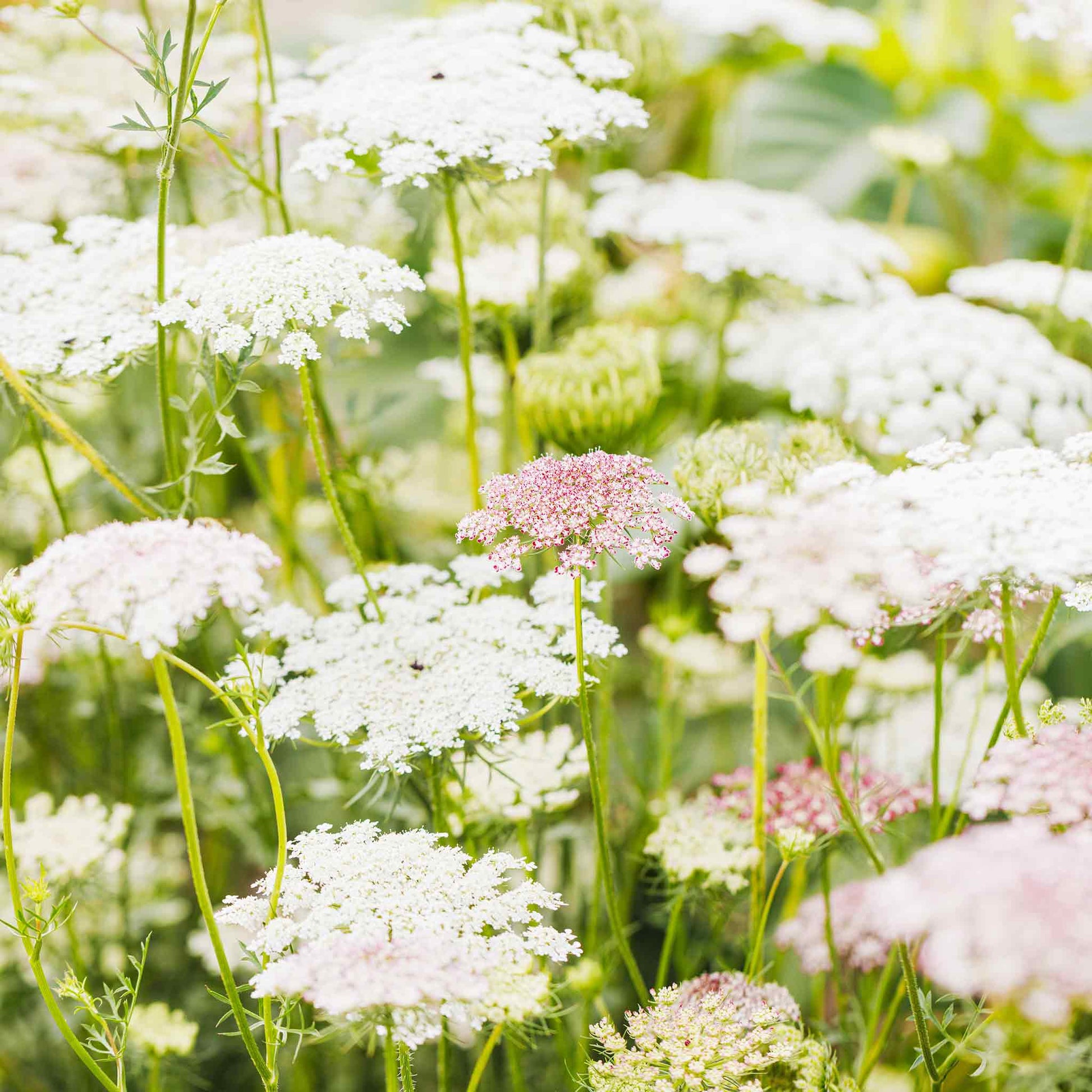 queen annes lace chocolate flower