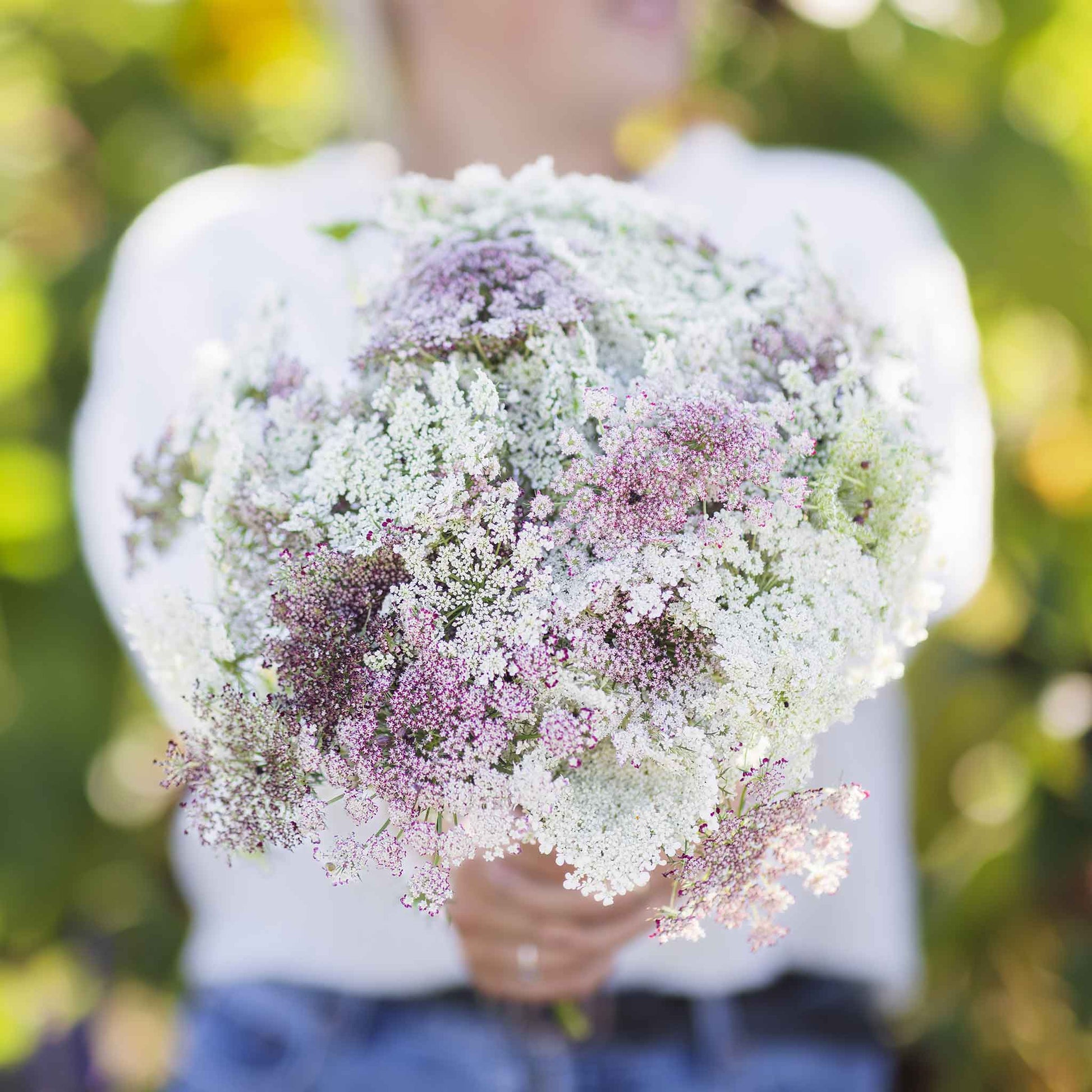 chocolate flower seeds Queen Anne's Lace Seeds - Chocolate Lace Flower| Flower Seeds