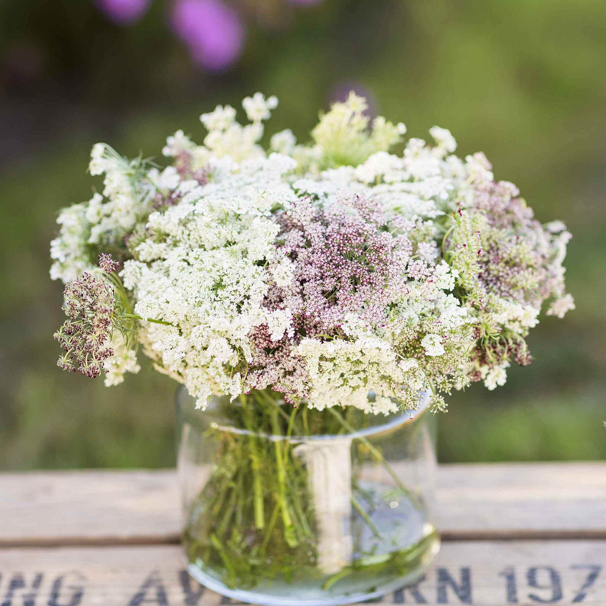 queen anne's lace flower seeds Queen Anne's Lace Seeds - Chocolate Lace Flower| Flower Seeds