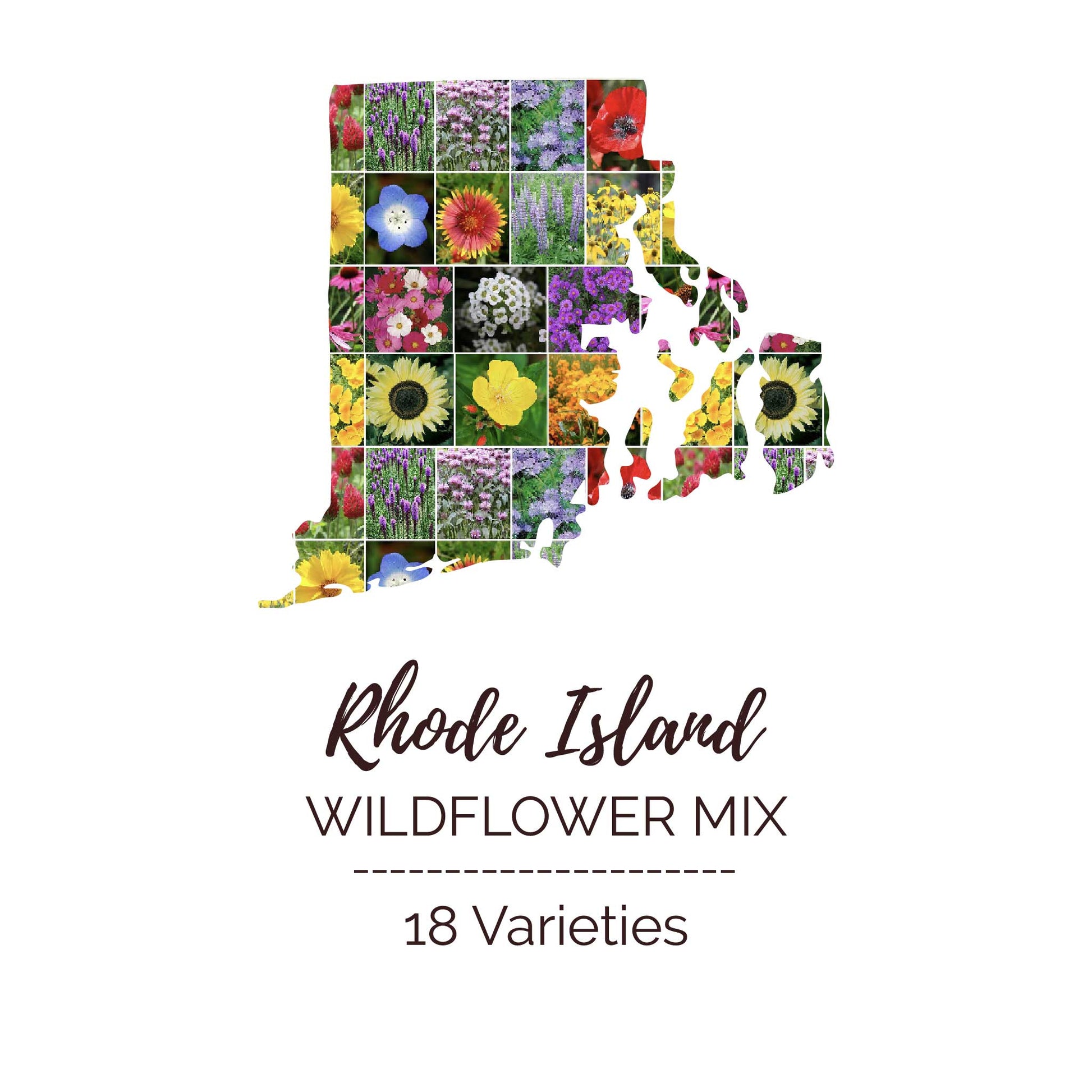 rhode island wildflower seeds Rhode Island Wildflower Seed Mix