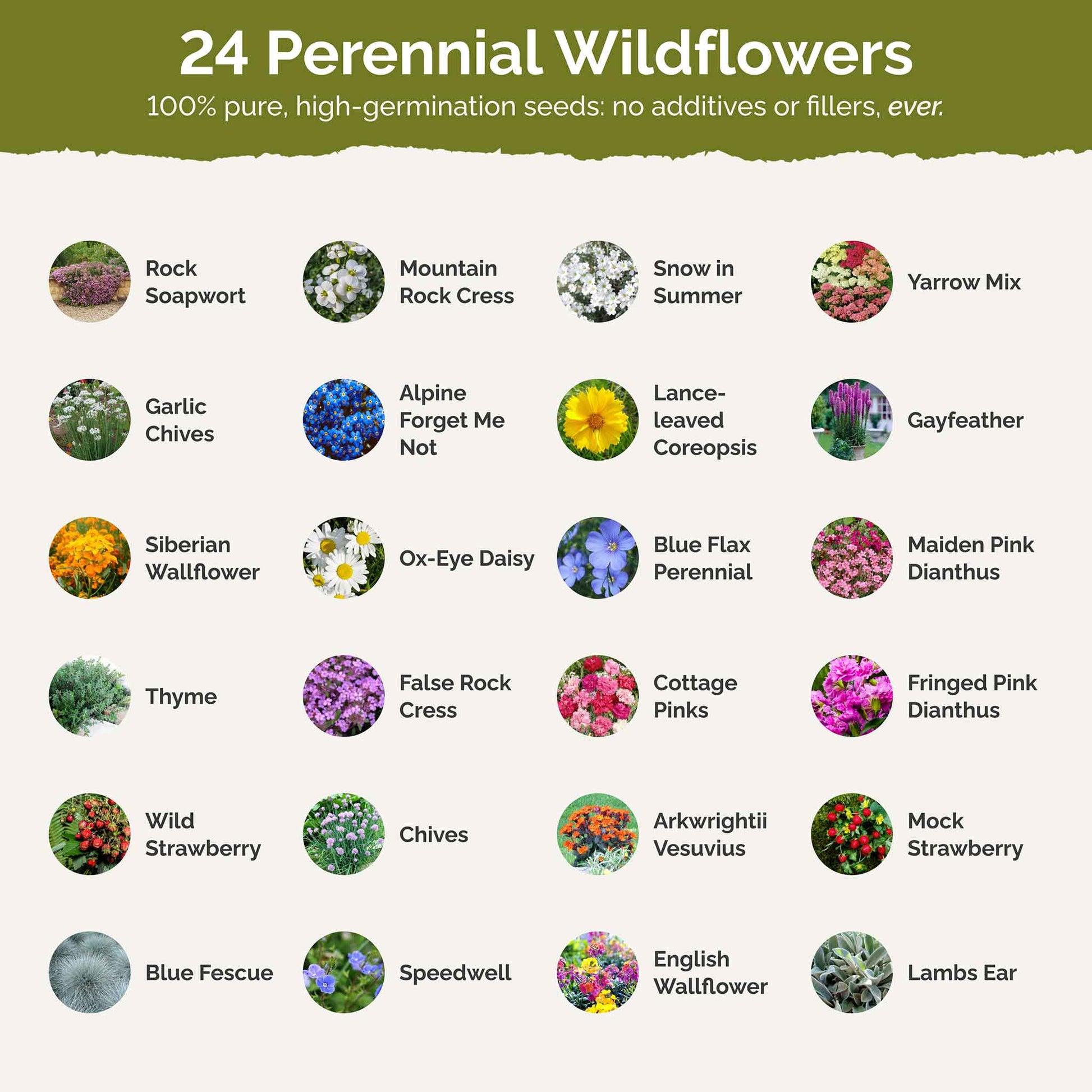 rock garden seeds Bulk Rock Garden Perennial Wildflower Seed Mix 1 Ounce