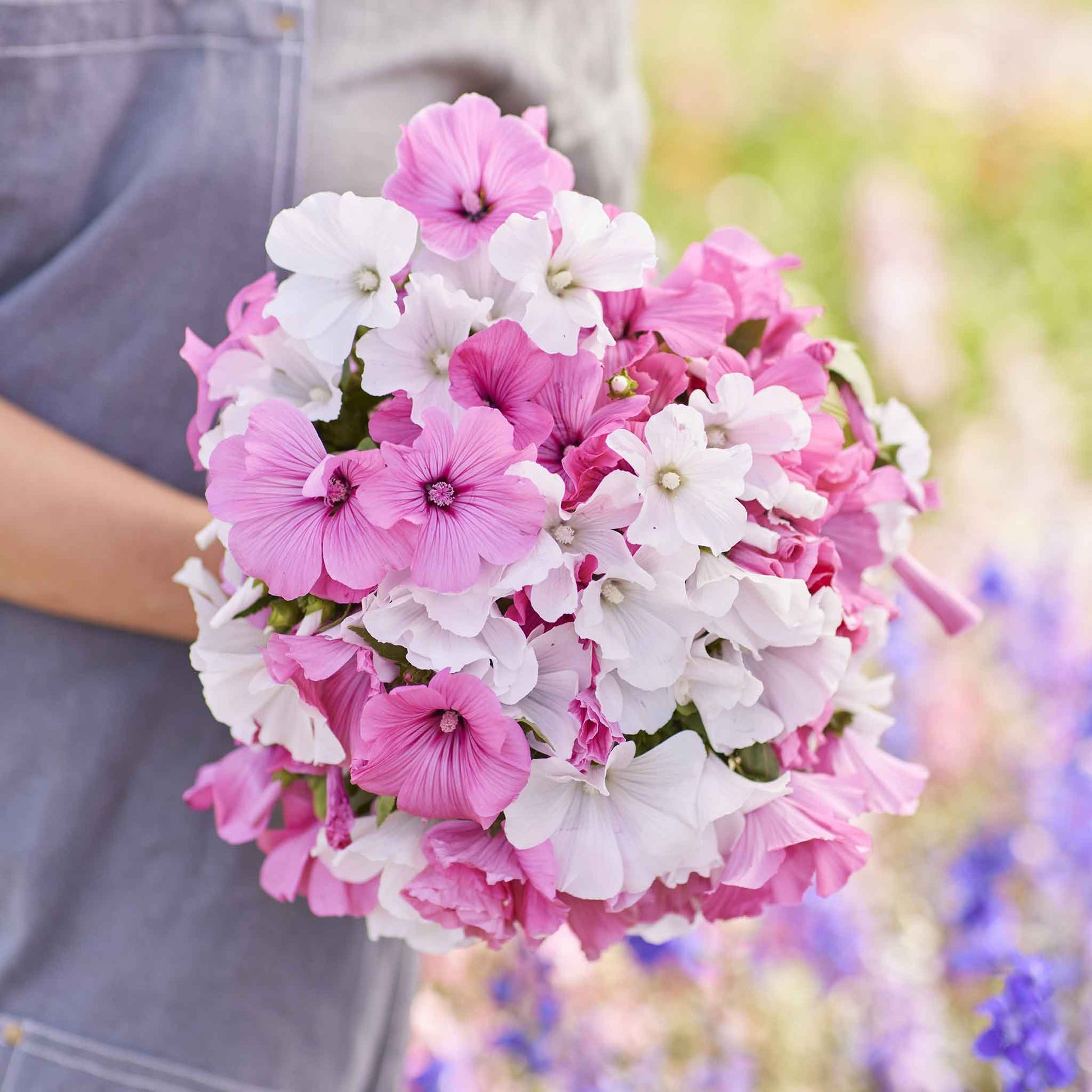 mixed rose seeds Bulk Rose Mallow Seeds