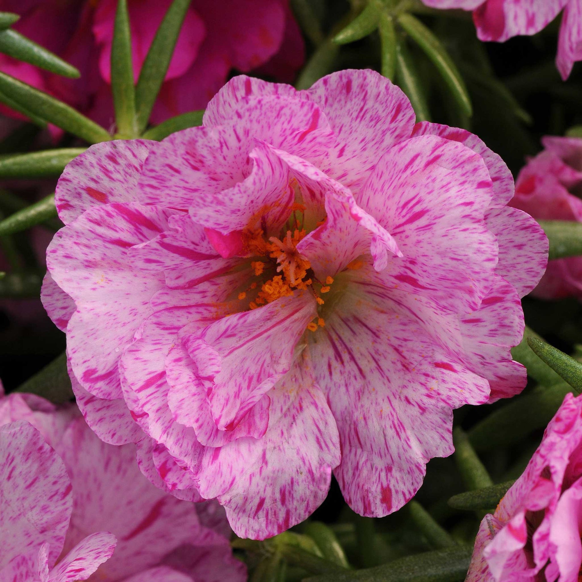 rose moss seeds Bulk Moss Rose Seeds - Happy Hour Pink Passion Mix