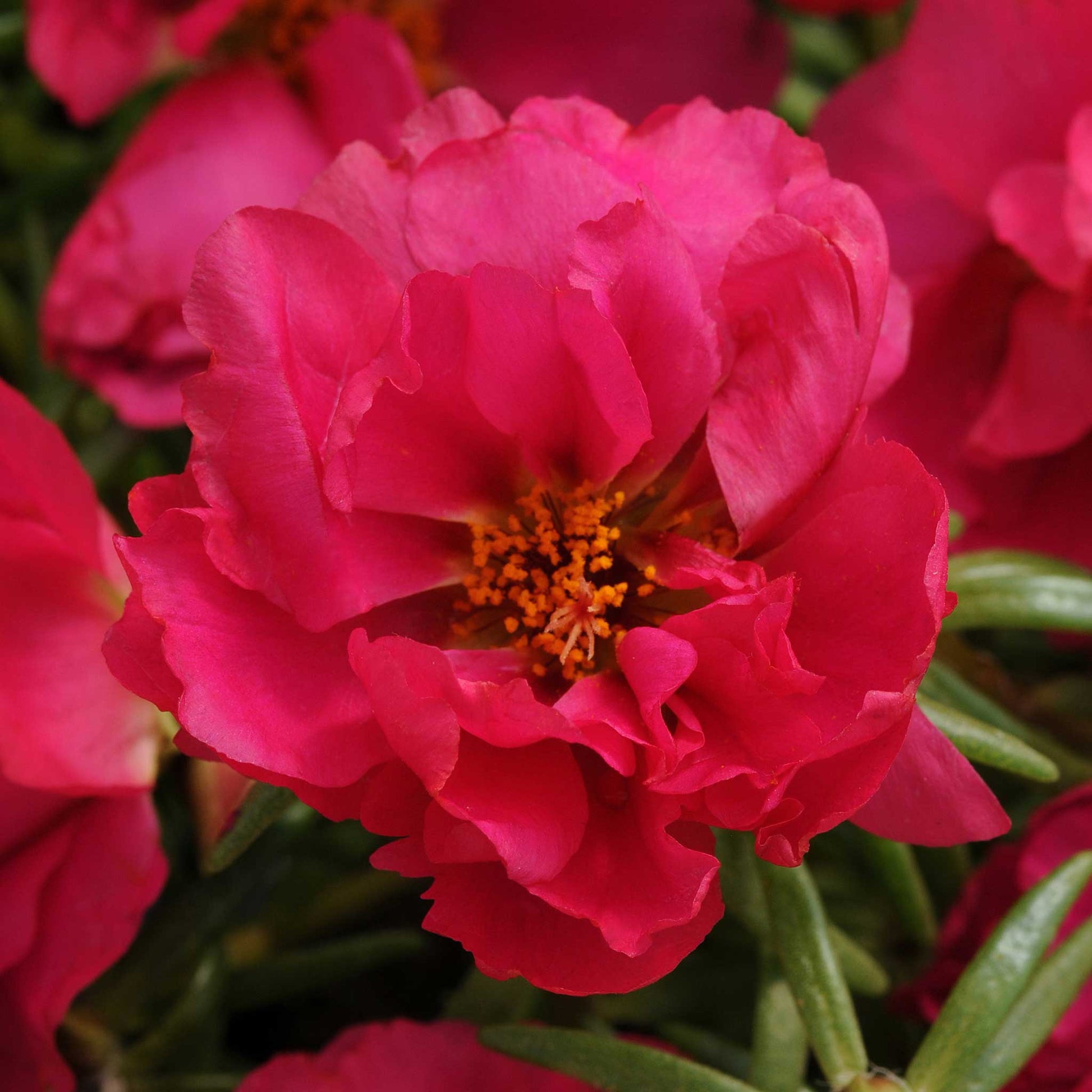 moss rose seeds bulk Bulk Moss Rose Seeds - Happy Hour Pink Passion Mix