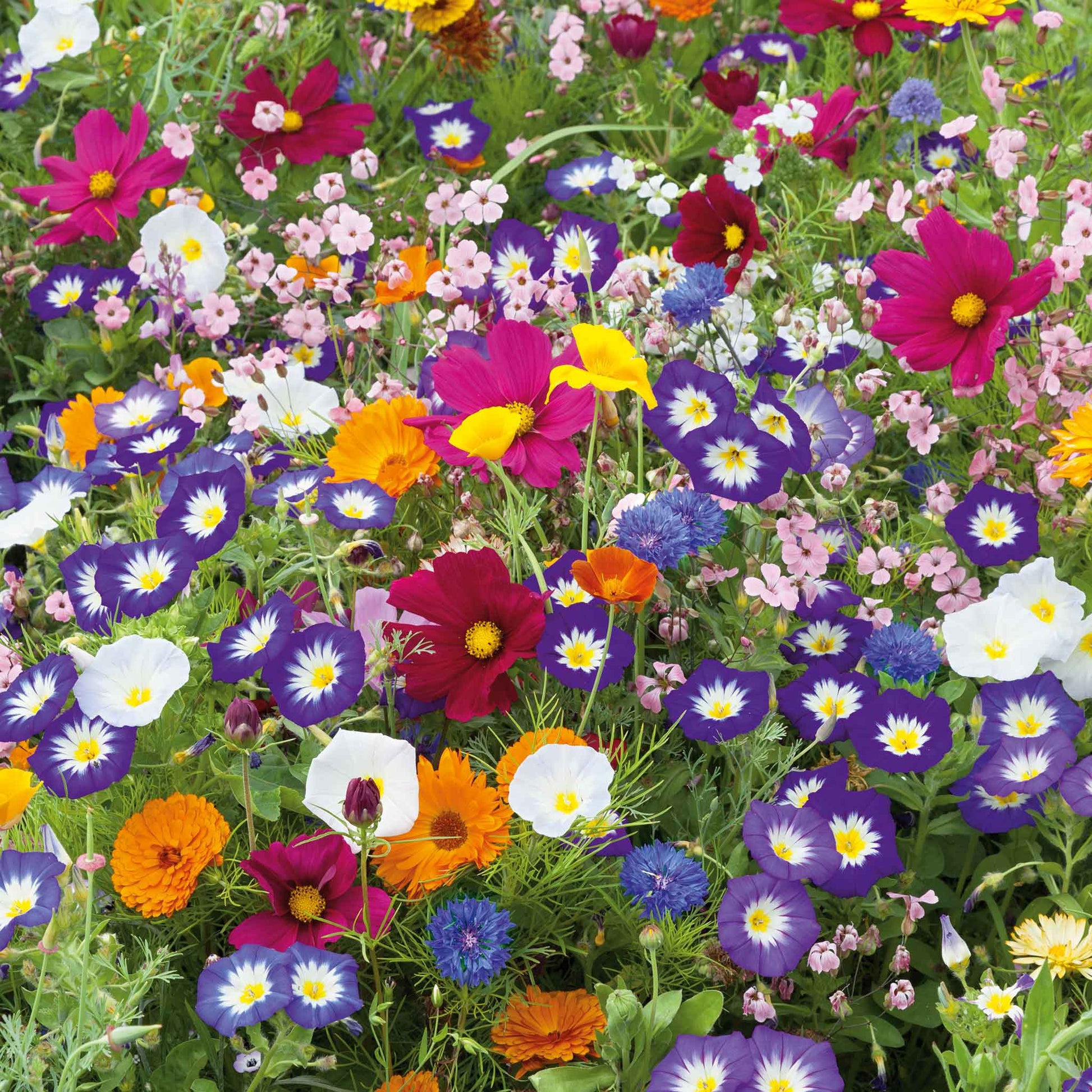 bulk meadow flower seeds Bulk Royal Meadow Flower Seed Mix