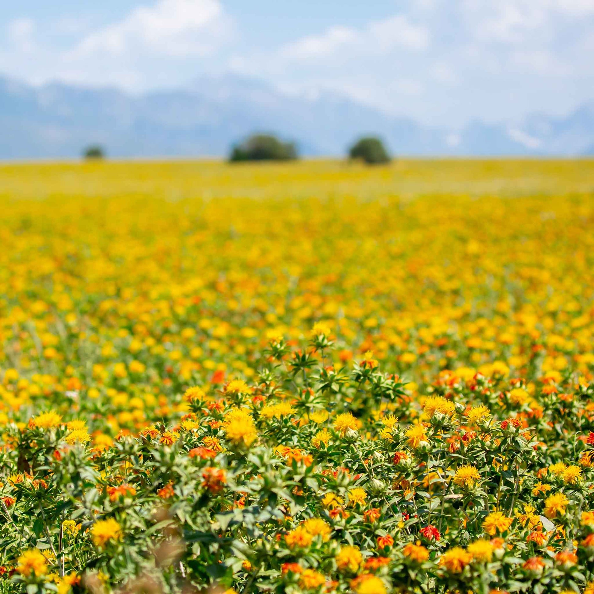 safflower seed plant Bulk Safflower Seeds - Corrales Azafran | Flower Seeds