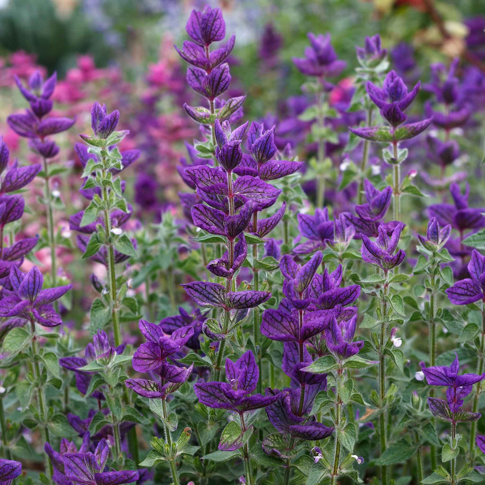 planting clary sage seeds Bulk Clary Sage Seeds
