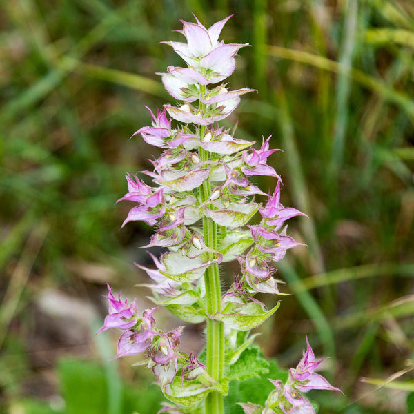 Bulk Clary Sage Seeds