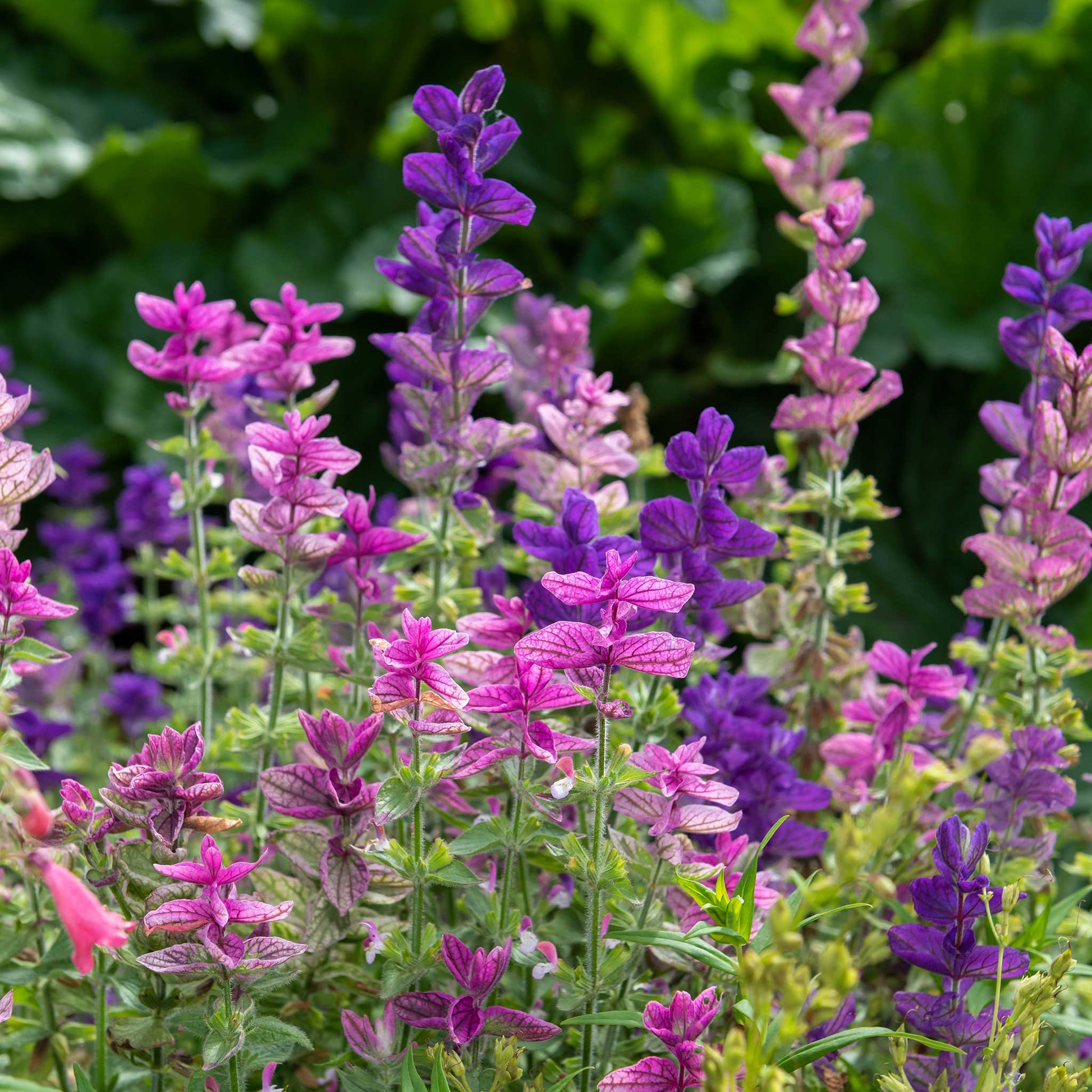 sage flower seeds Bulk Clary Sage Seeds - Tricolor Mix