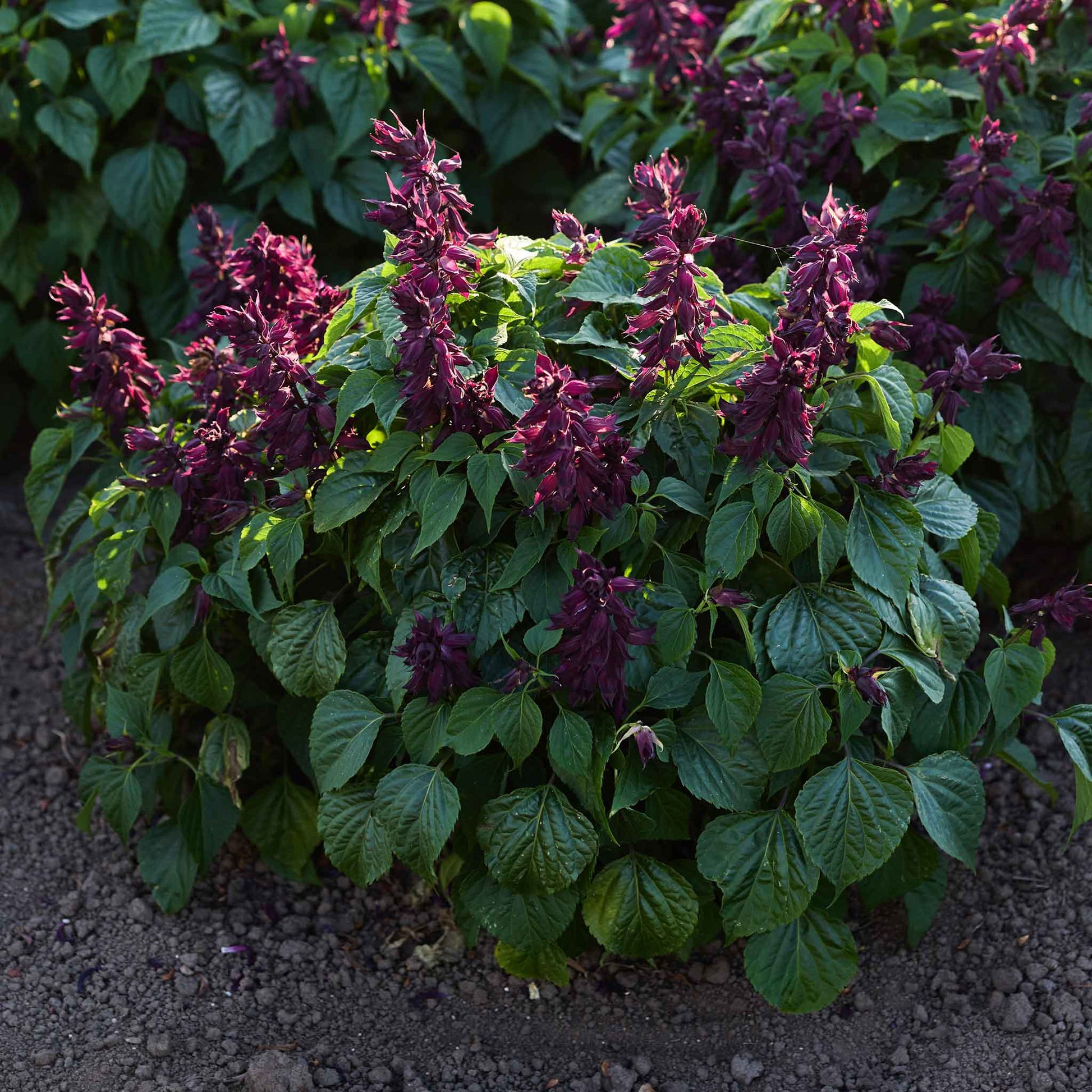 plant with purple seeds Bulk Sage Seeds