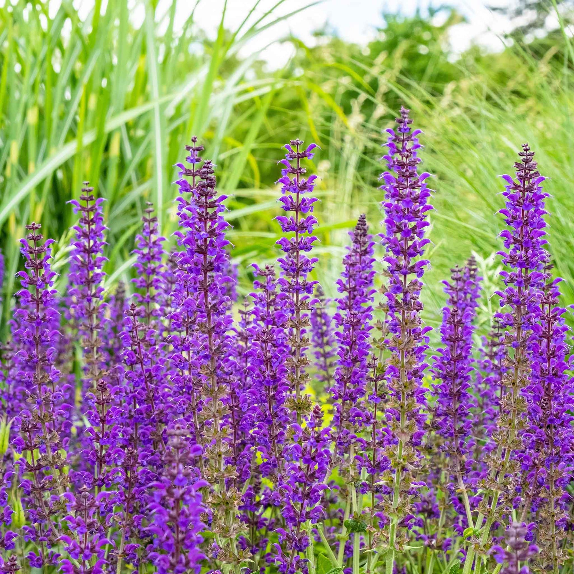 sage plant seeds Bulk Sage Seeds