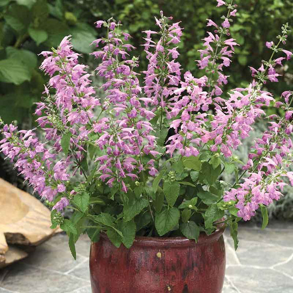 lavender seed packets bulk Bulk Sage Seeds - Summer Jewel Lavender