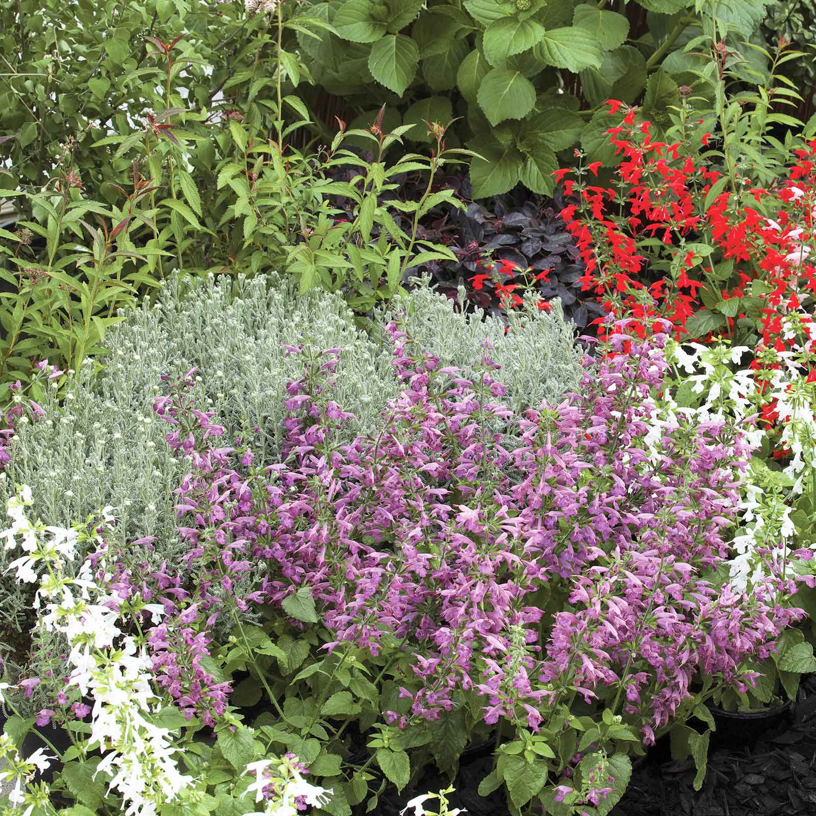 planting sage and lavender together Bulk Sage Seeds - Summer Jewel Lavender