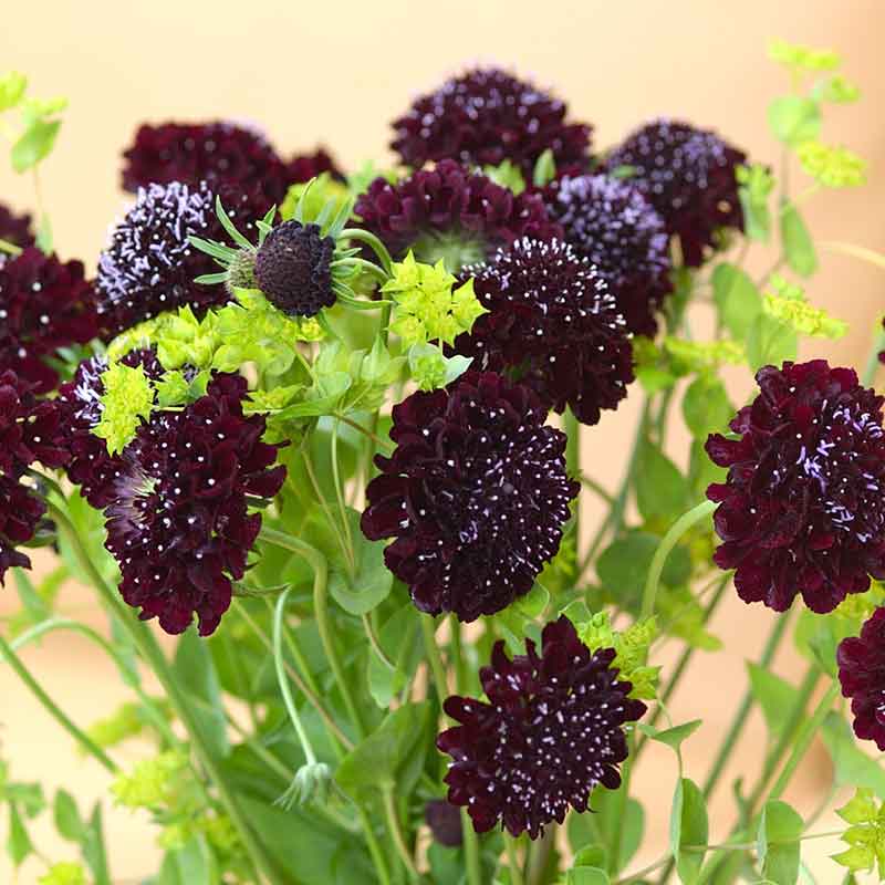 black succulent seeds Bulk Scabiosa Seeds - Black Knight