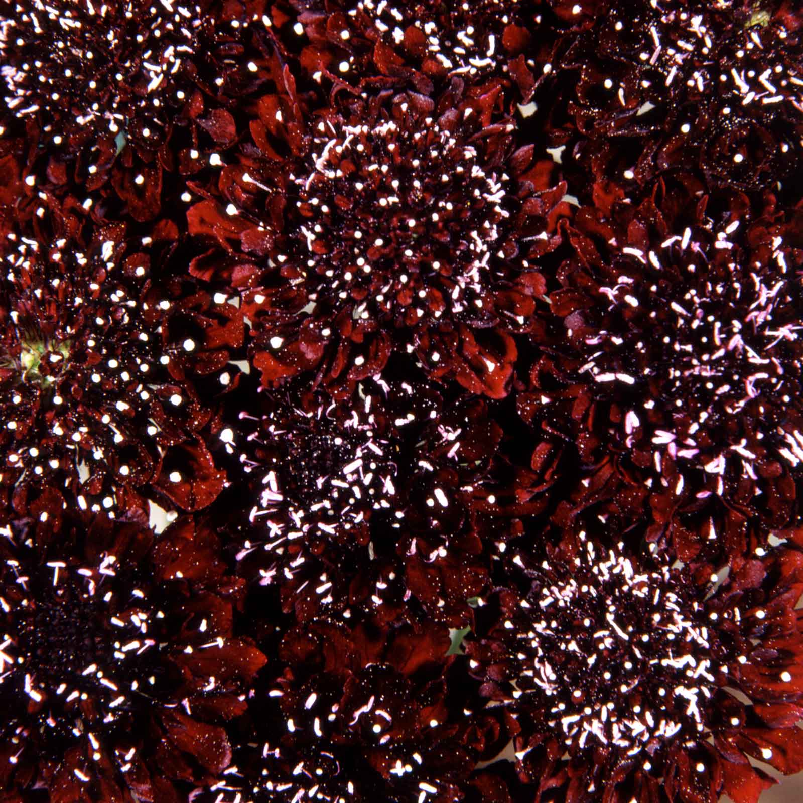 scabiosa black knight