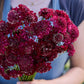 A close up of a person holding a bouquet of scabiosa fire king flowers in a garden setting.