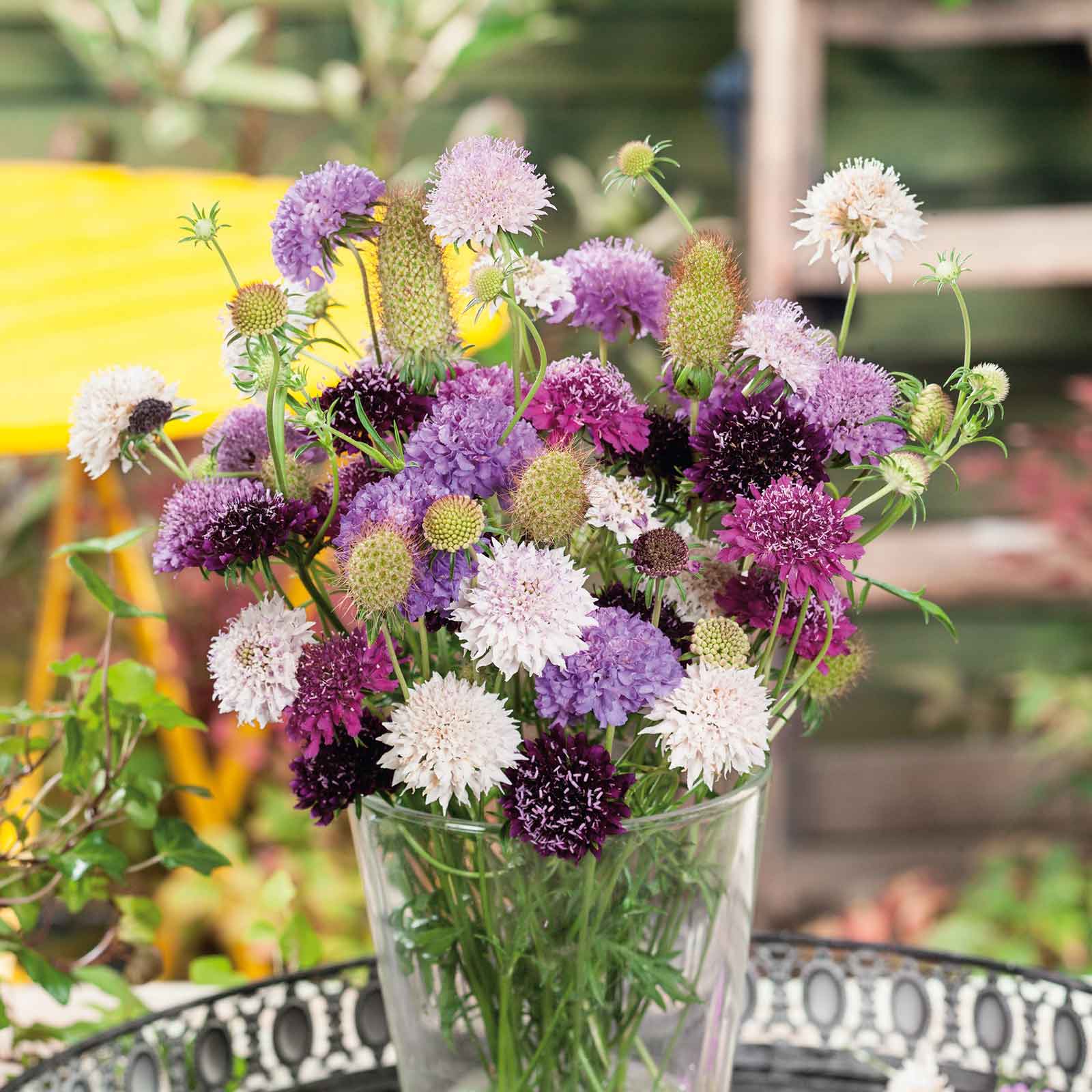scabiosa flower seeds Scabiosa Seeds - Tall Double Mix | Flower Seeds