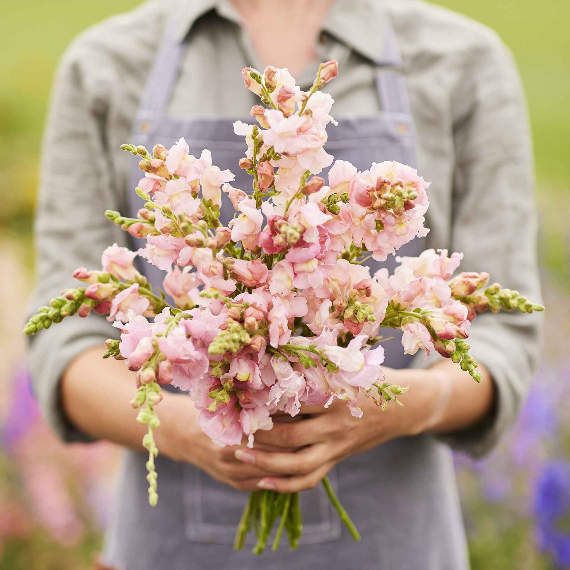snapdragon flower seeds Bulk Snapdragon Seeds