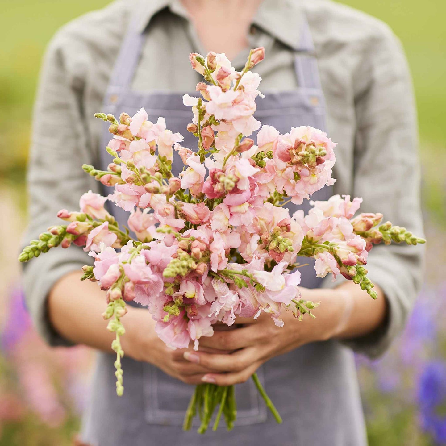 snapdragon appleblossom