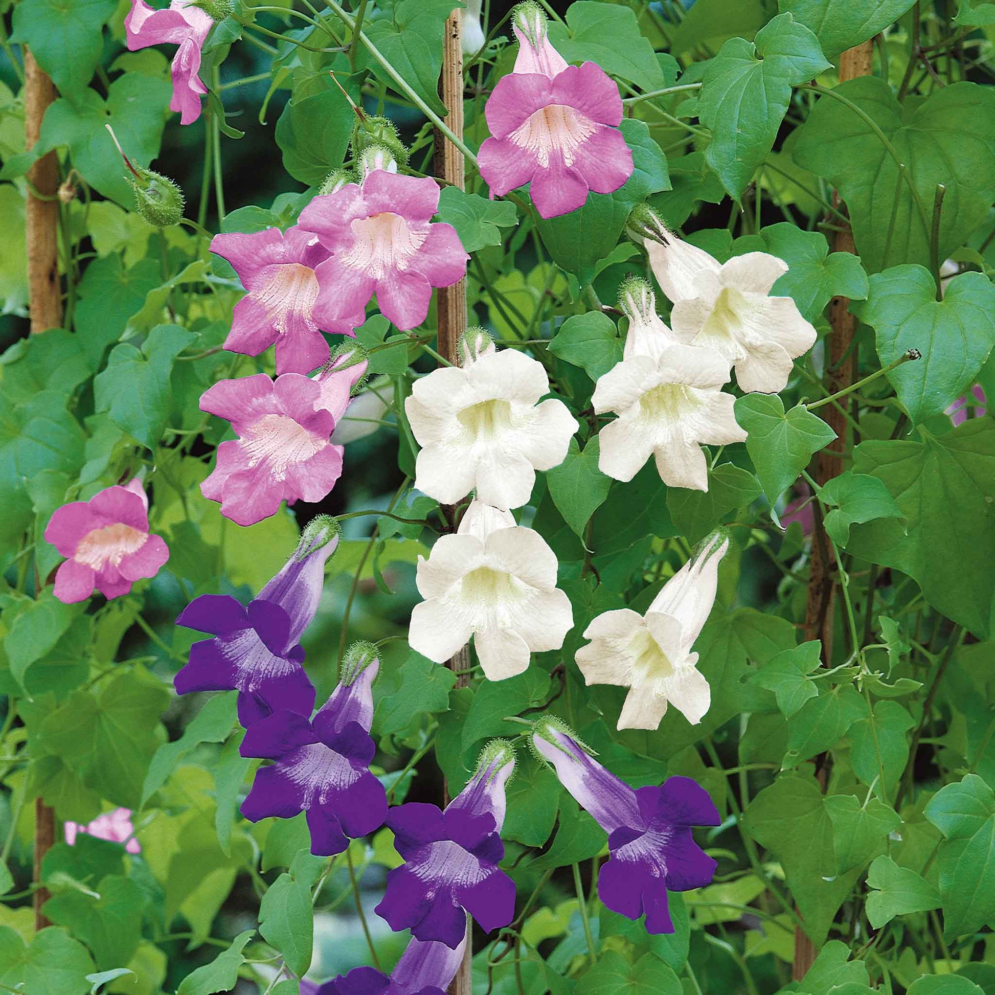 climbing flower seeds Climbing Snapdragon Seeds- Mix | Bulk Flower Seeds