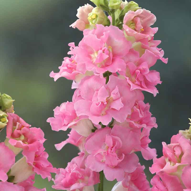 snapdragon legend double pink