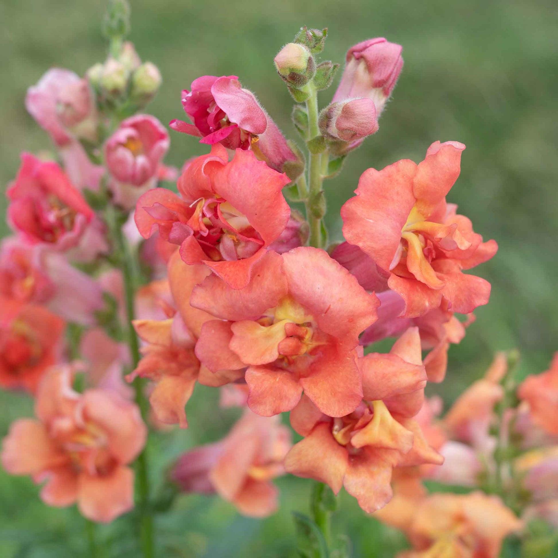 snapdragon madam butterfly bronze