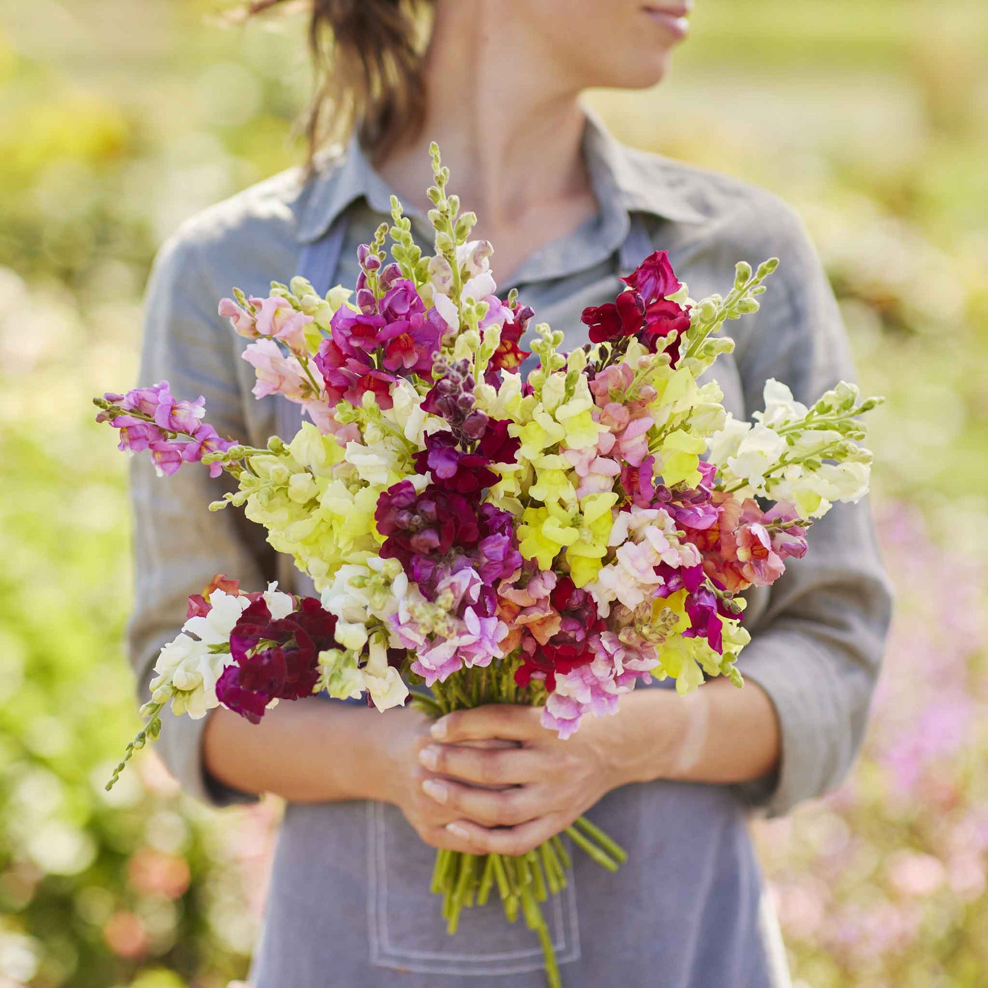 snapdragon flower seeds Bulk Snapdragon Seeds