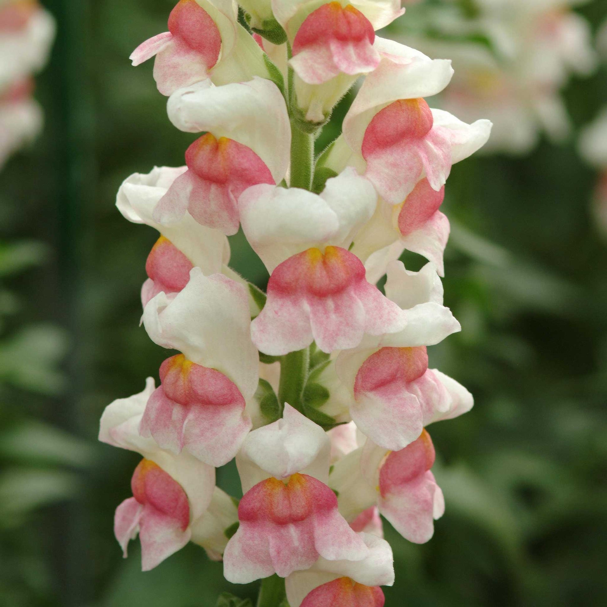 snapdragon potomac appleblossom