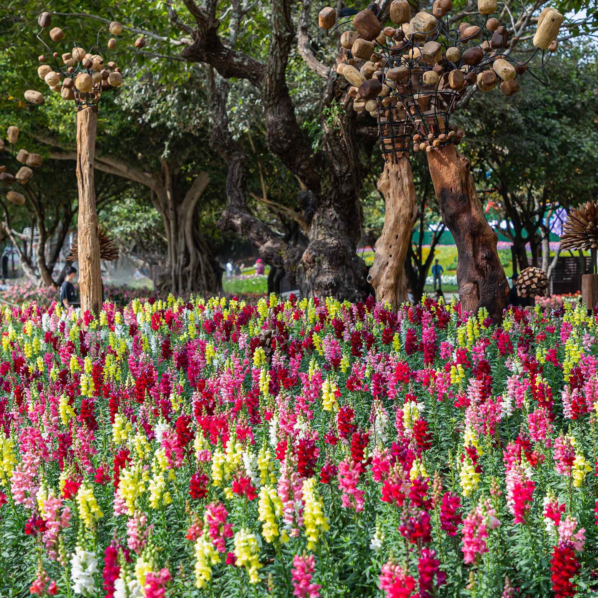 snapdragon rainbow mix