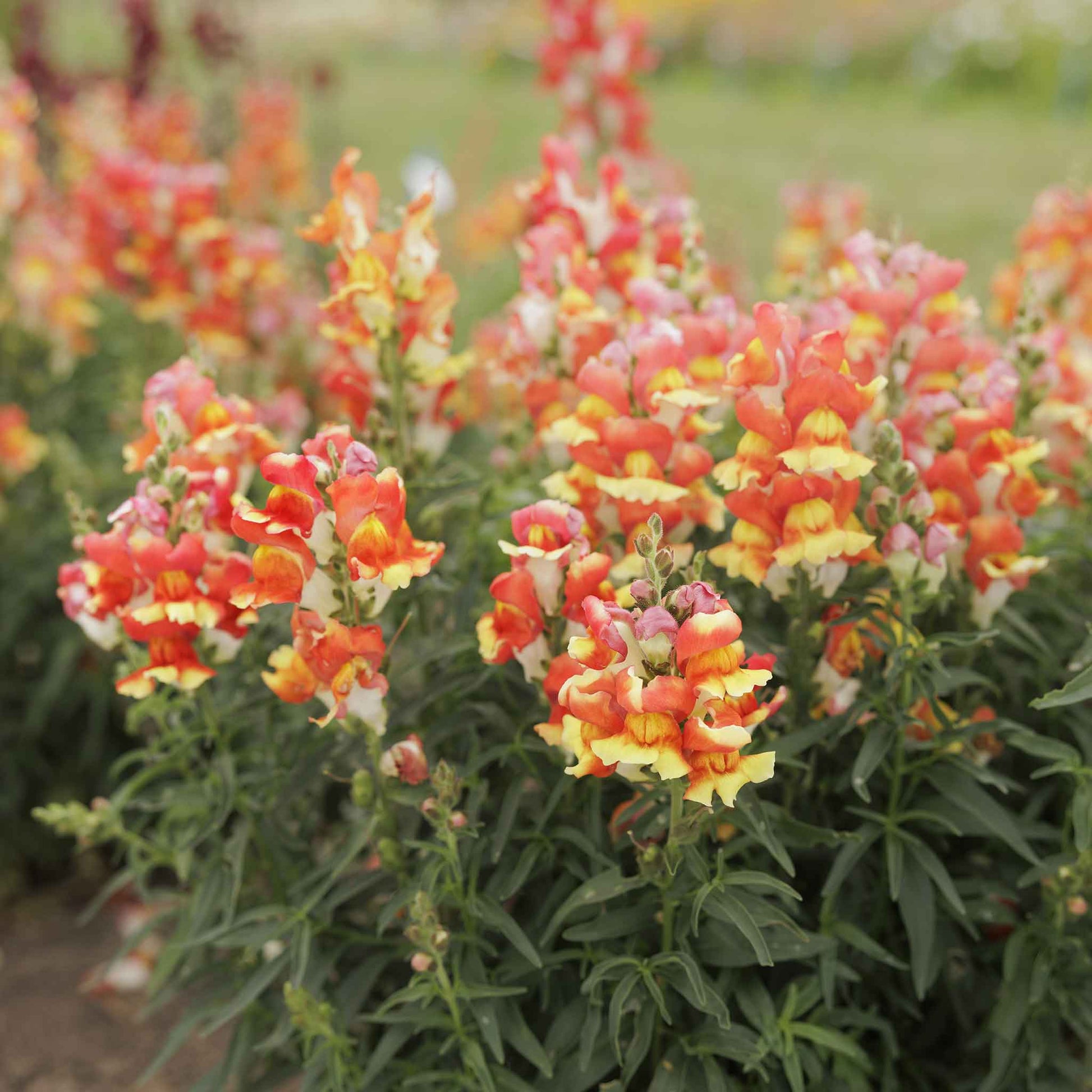 snapdragon rembrandt