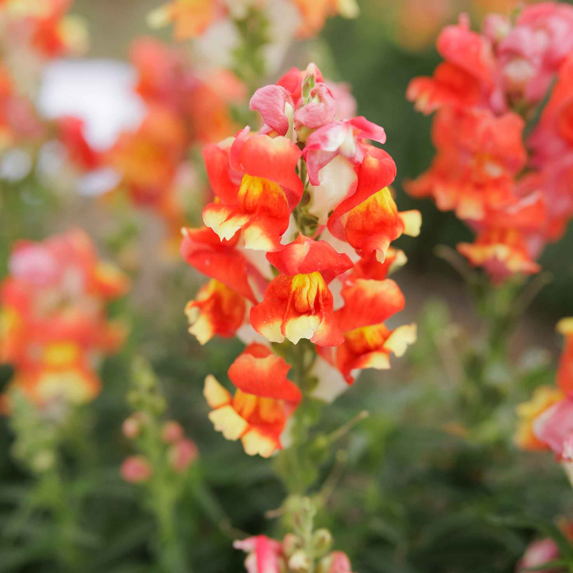 snapdragon rembrandt