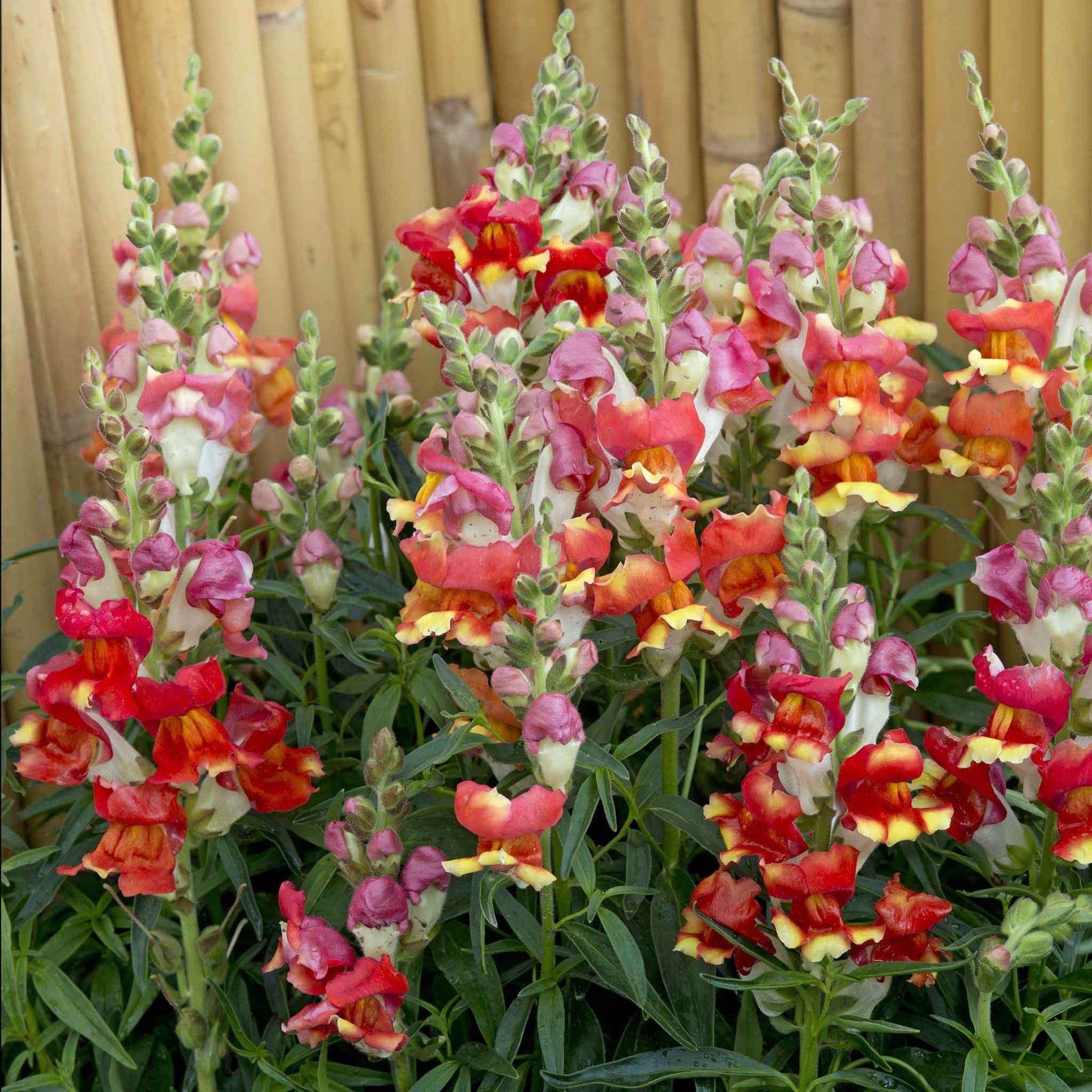 snapdragon rembrandt