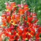 snapdragon rembrandt