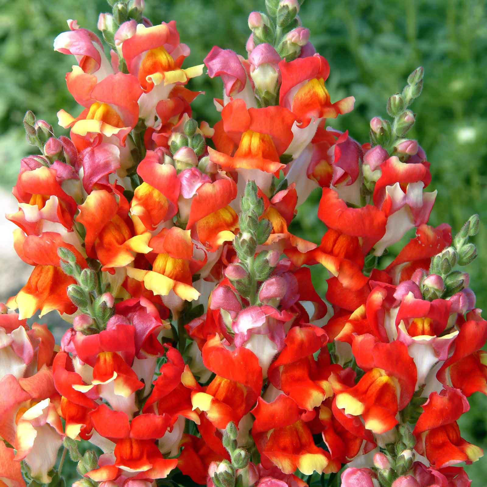 snapdragon rembrandt