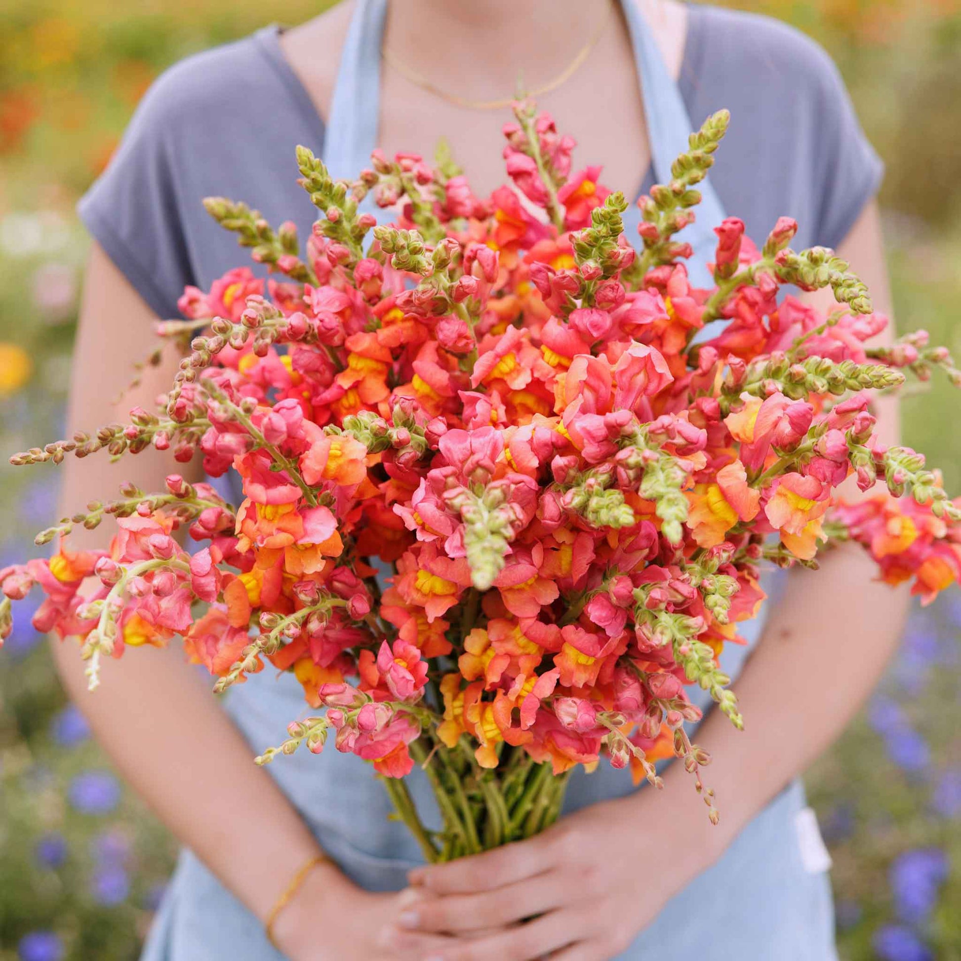 snapdragon seed planting Bulk Snapdragon Seeds - Rocket Bronze