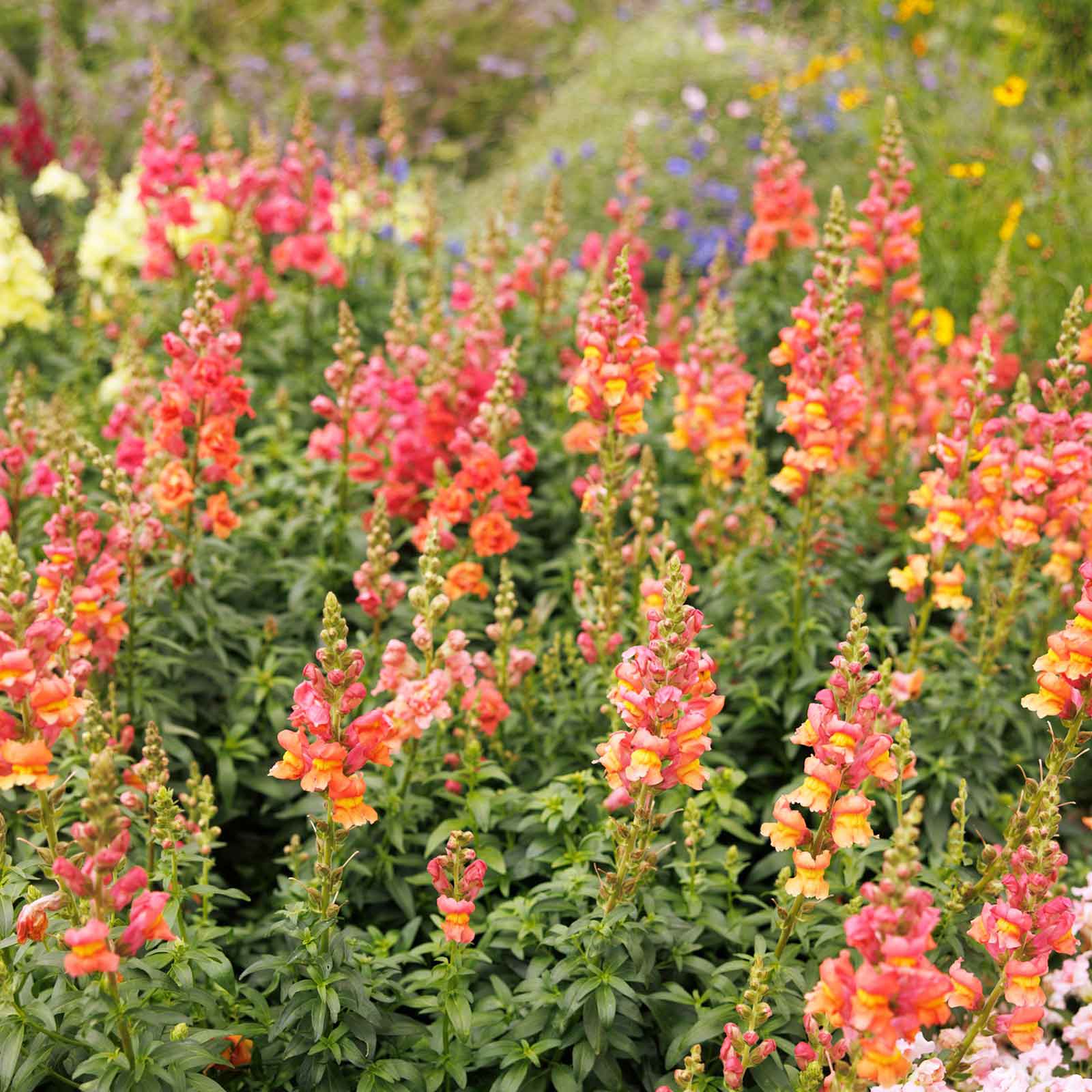 snapdragon flower seeds Bulk Snapdragon Seeds - Rocket Bronze