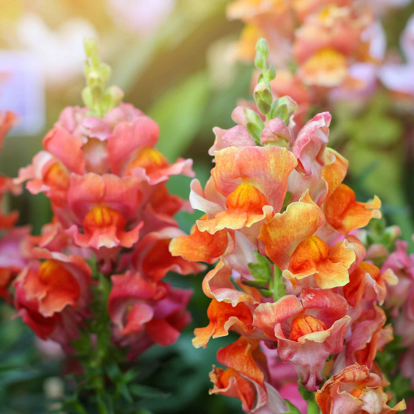 Bulk Snapdragon Seeds - Rocket Bronze