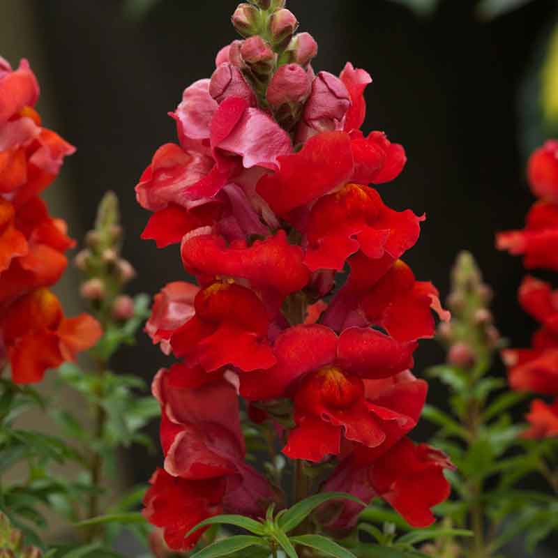 snapdragon sonnet orange scarlet