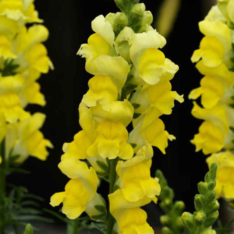 snapdragon sonnet yellow