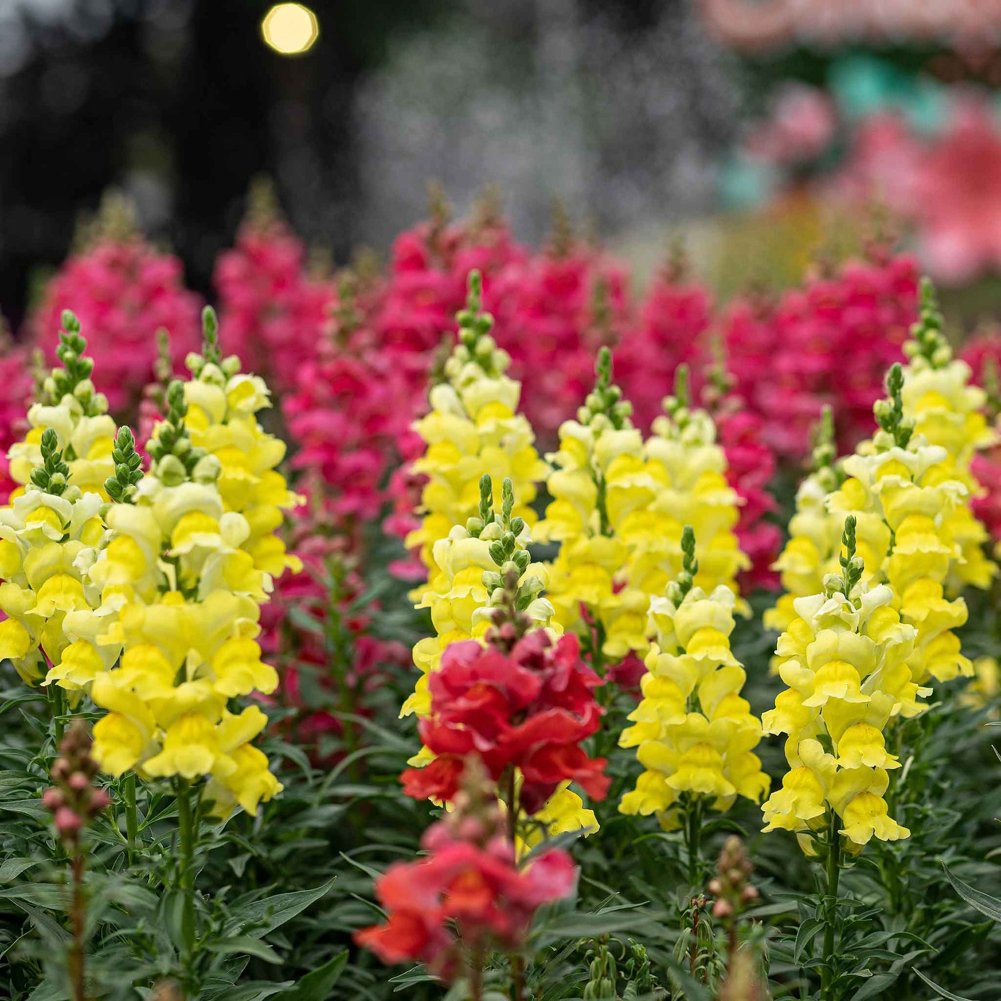 snapdragon flower seeds serie de soneto f1-1000 semillas Bulk Snapdragon Seeds - Sonnet Yellow