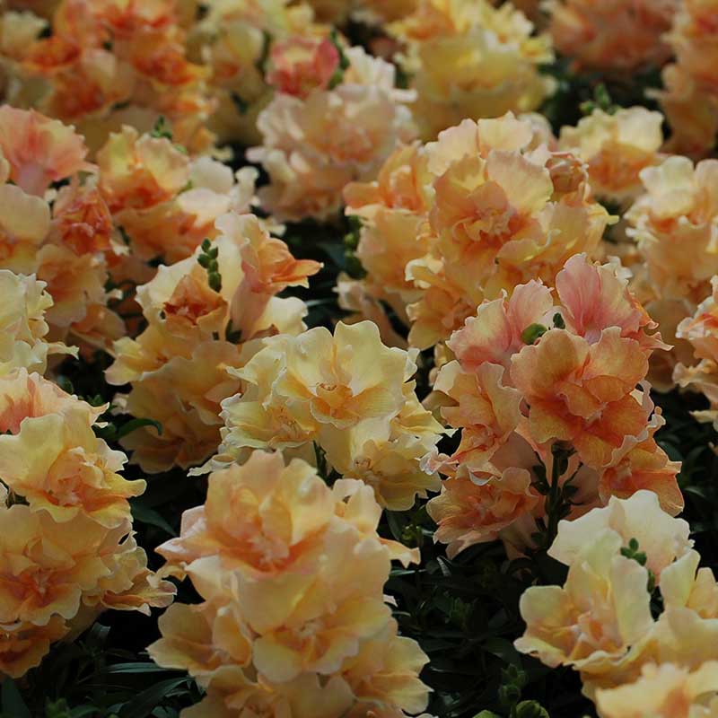 snapdragon twinny peach