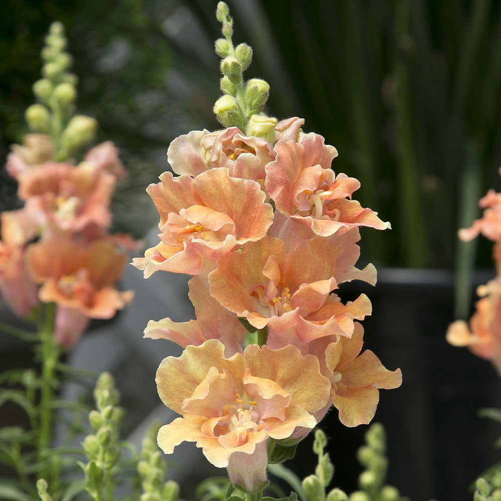 snapdragon twinny peach