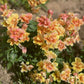 snapdragon twinny peach