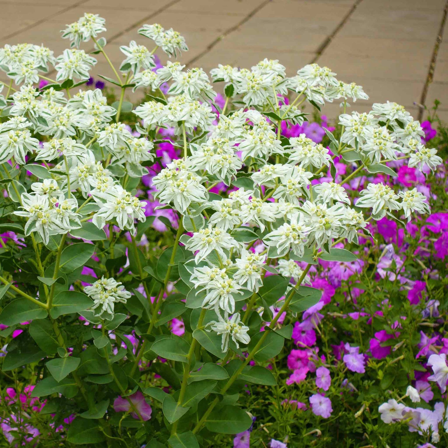 snow on the mountain plant seeds Bulk Snow on the Mountain Seeds Packet