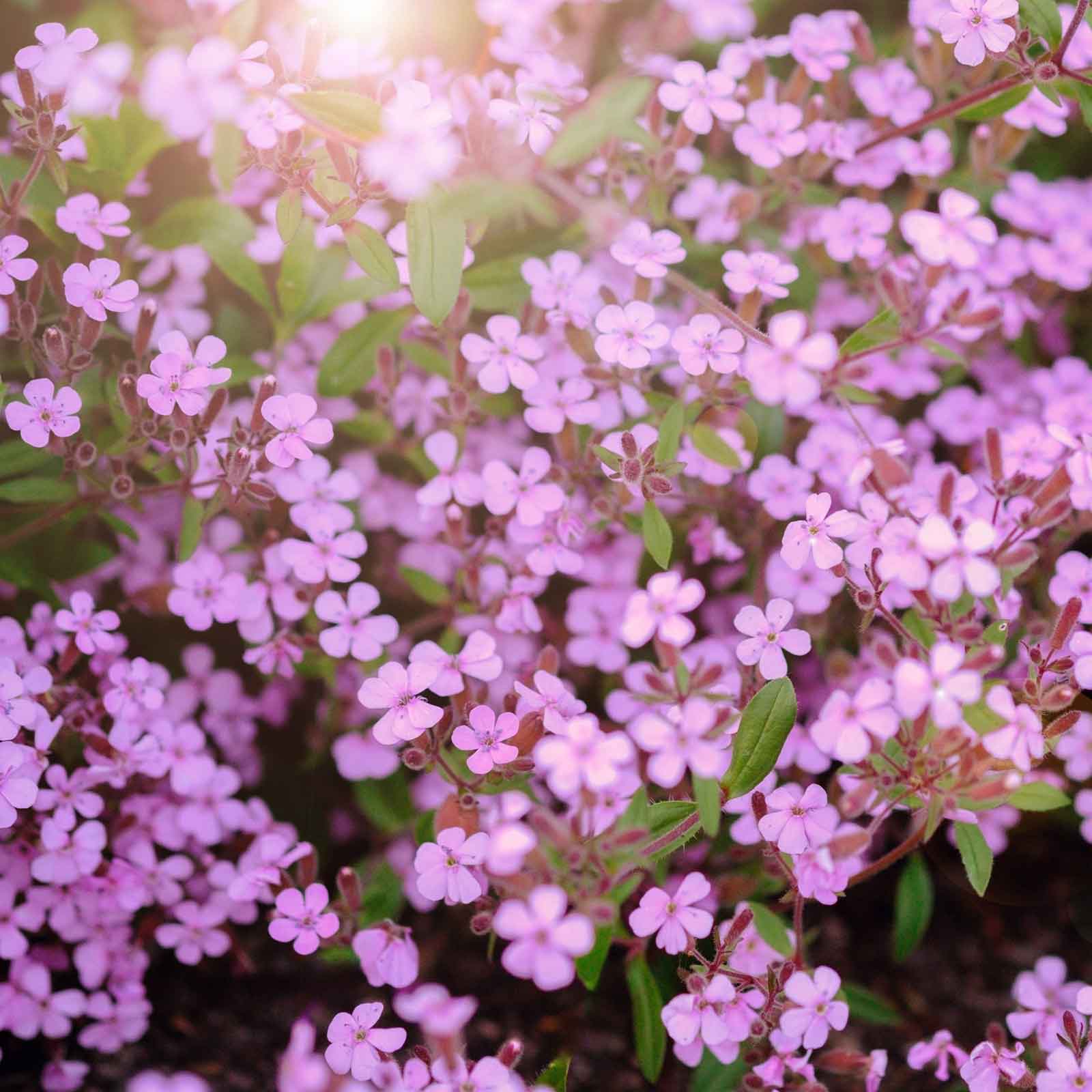 planting soapwort seeds Bulk Soapwort Seeds